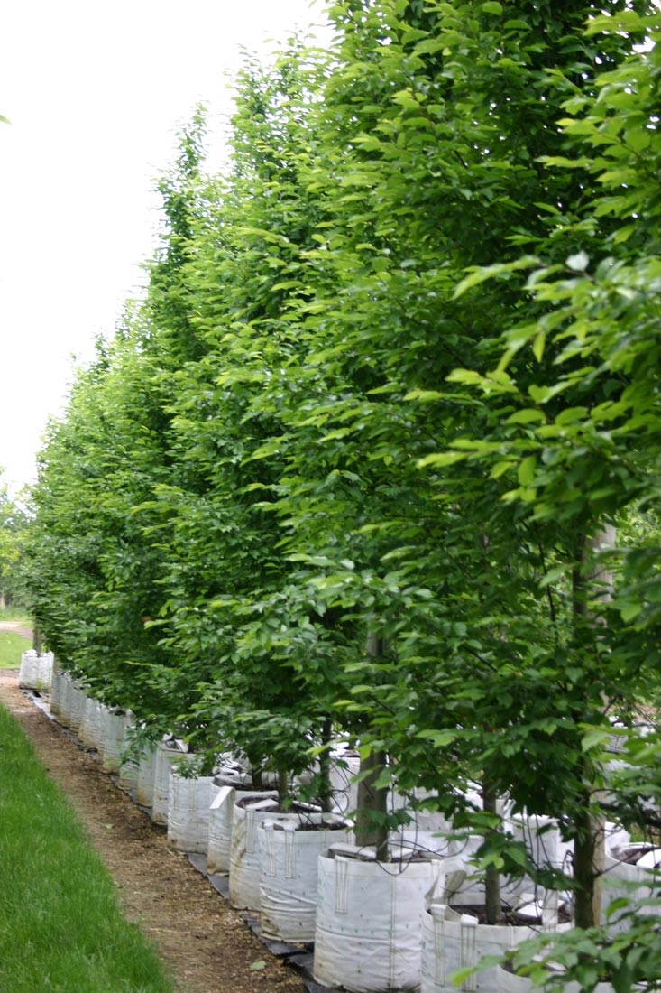 Carpinus betulus Fastigiata at barcham trees