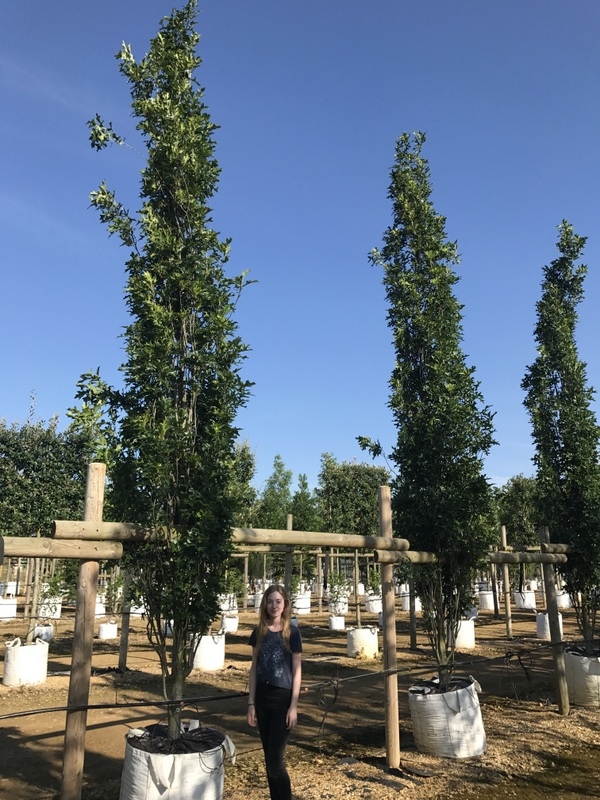 Quercus palustris Green Pillar