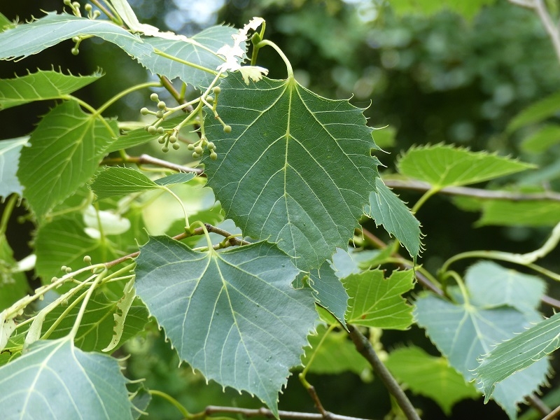 The leaves and fruit of Tilia henryana