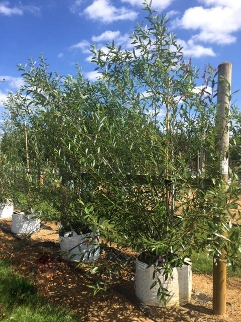 Salix daphnoides multi-stem at barcham trees