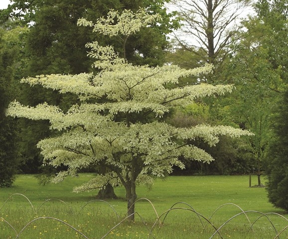 mature Cornus controversa Variegata