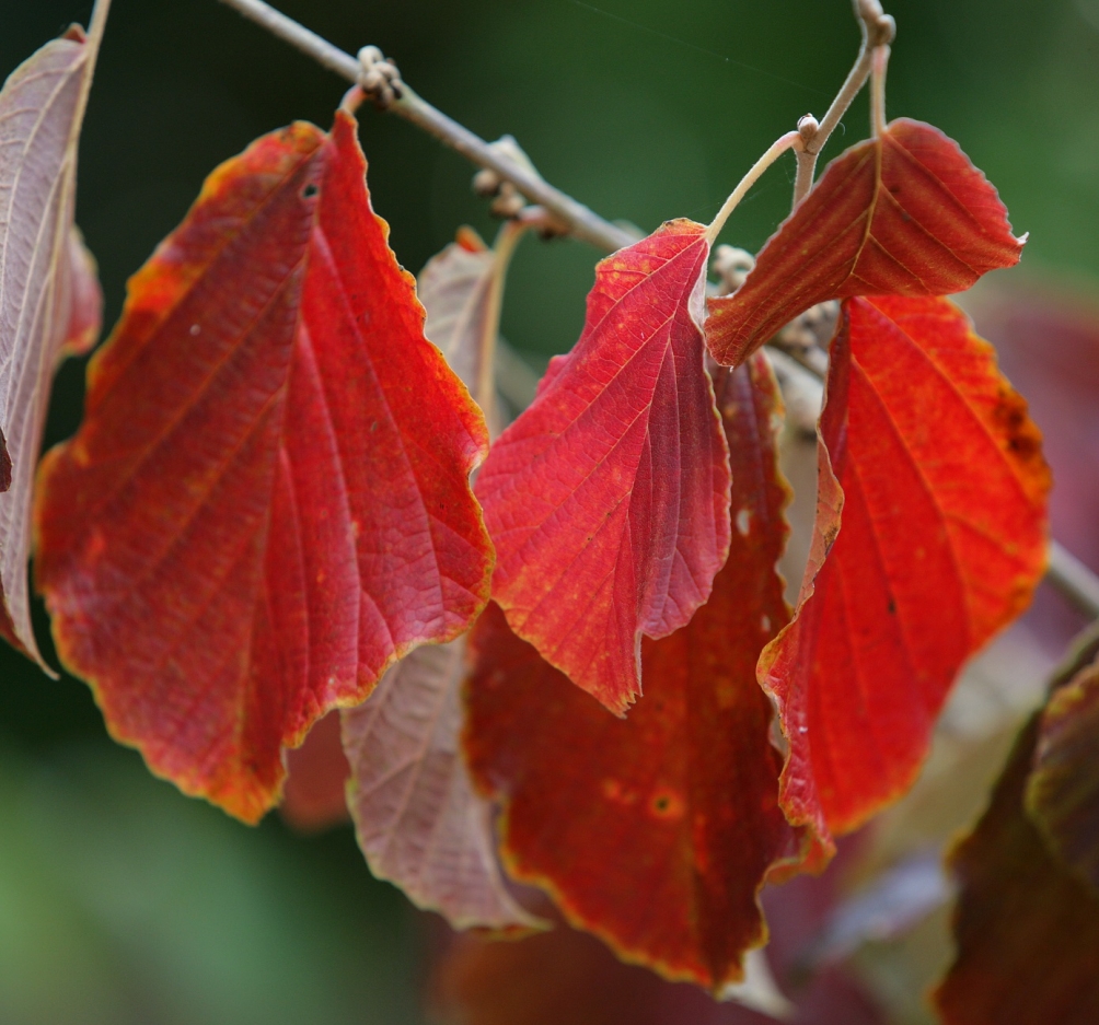 Autumn foliage of Hamamelis x intermedia Jelena