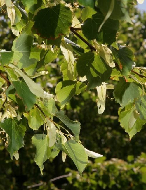 Tilia cordata Rancho foliage