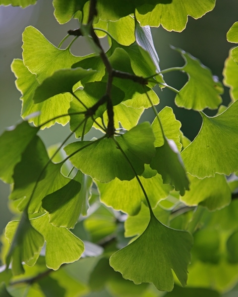 Ginkgo biloba Globosa foliage