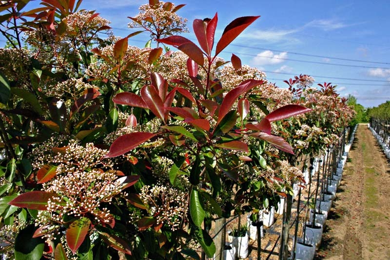The foliage of Photinia x fraseri Red Robin