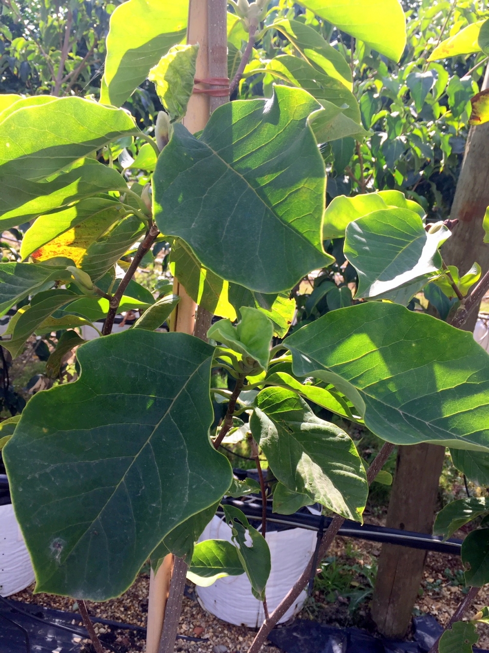 the leaves of Magnolia x Brooklynensis Elizabeth