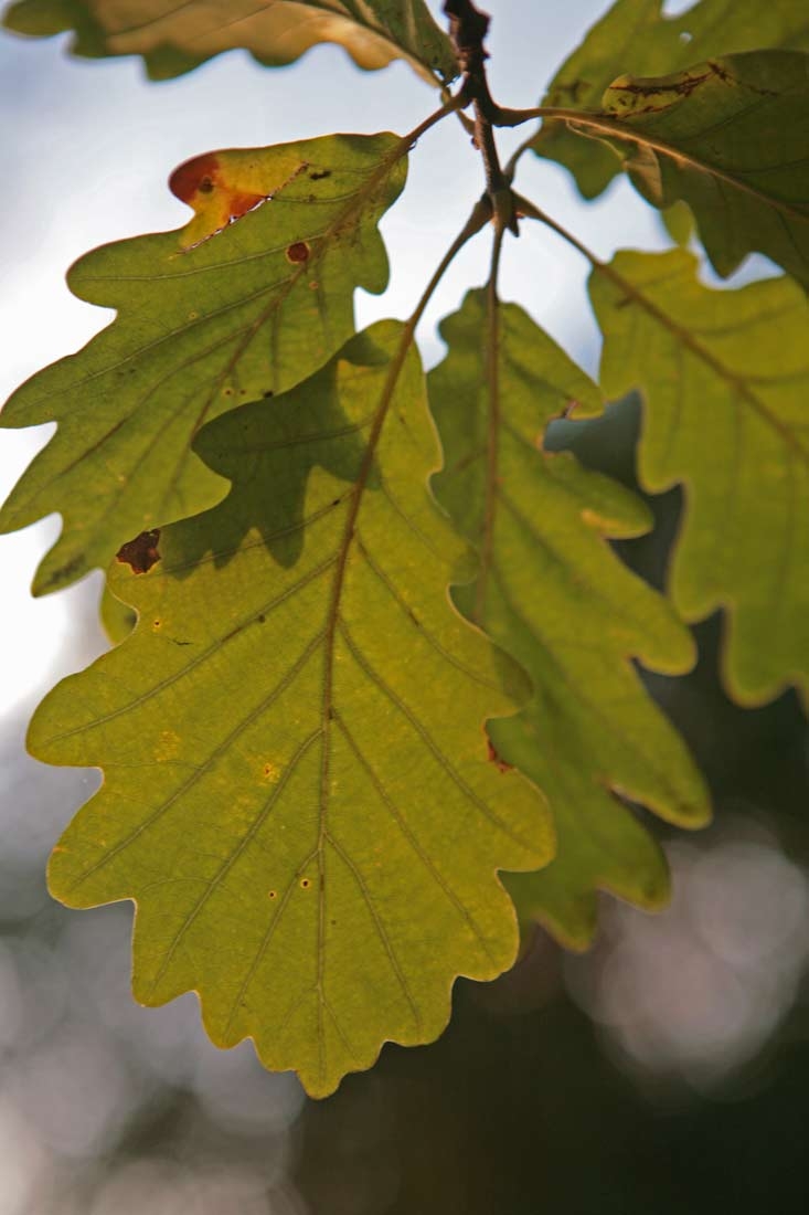 The lobed leaves of Quercus petraea