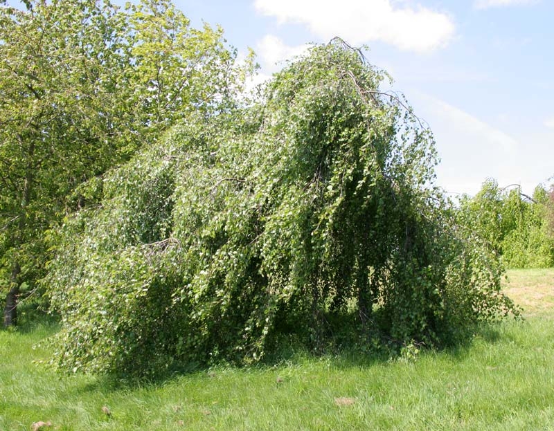 mature Betula pendula Youngii