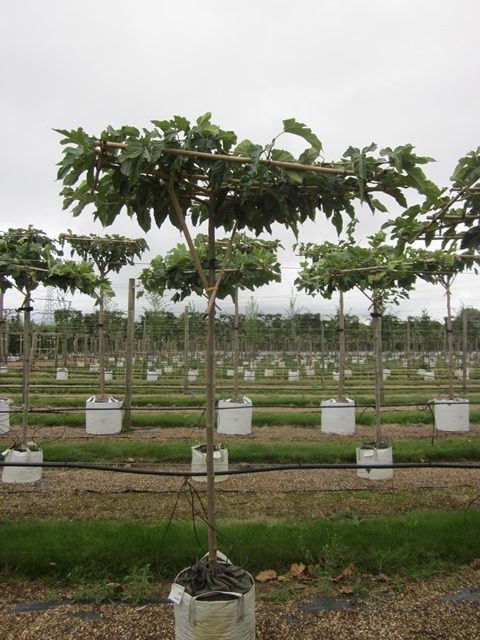 Morus alba Fruitless (Flat Top)