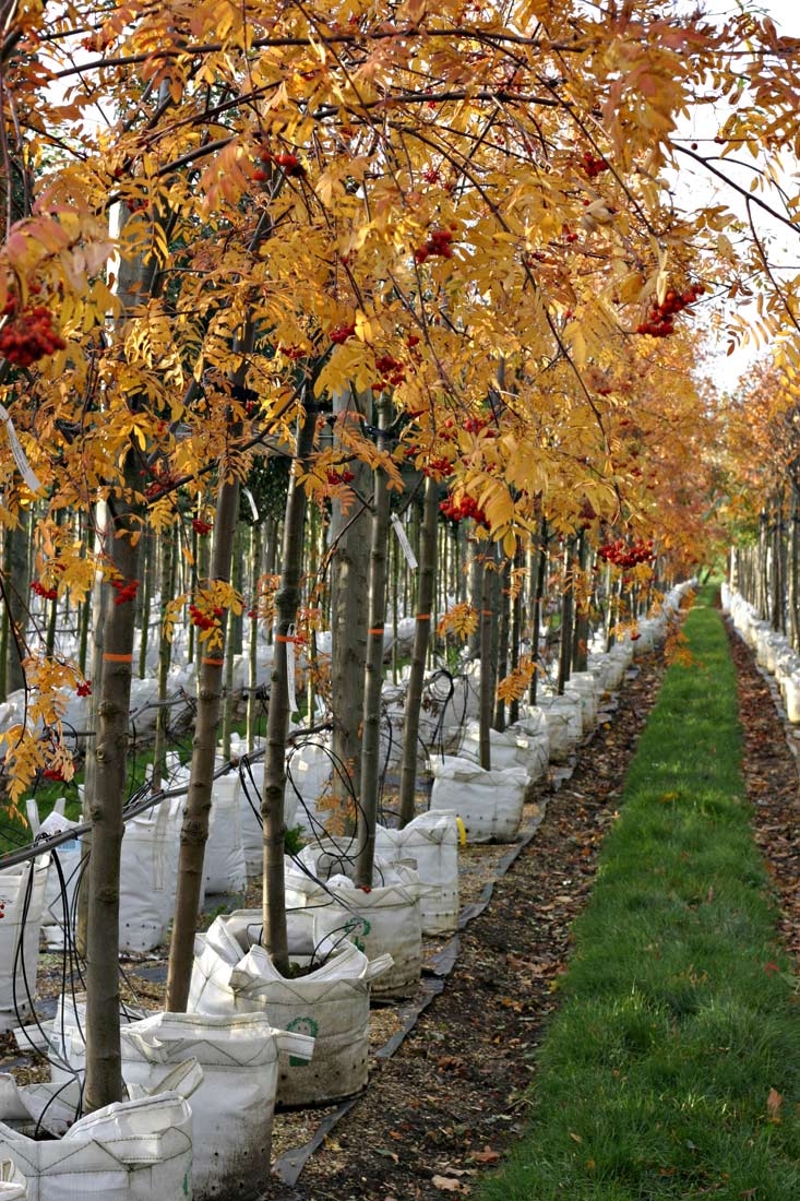 The stunning autumn colour of Sorbus aucuparia Rossica Major