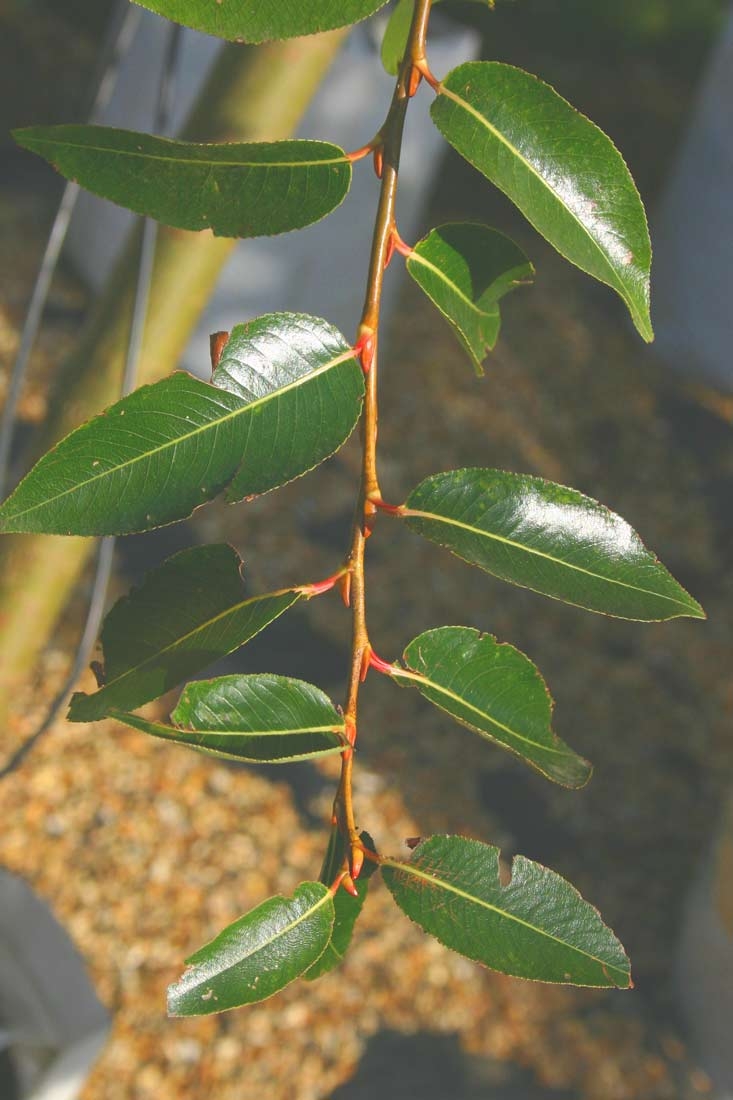 Salix pentandra foliage