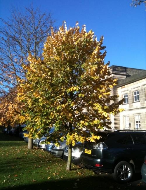 Tilia tomentosa Brabant planted at Harrogate showing autumn colour