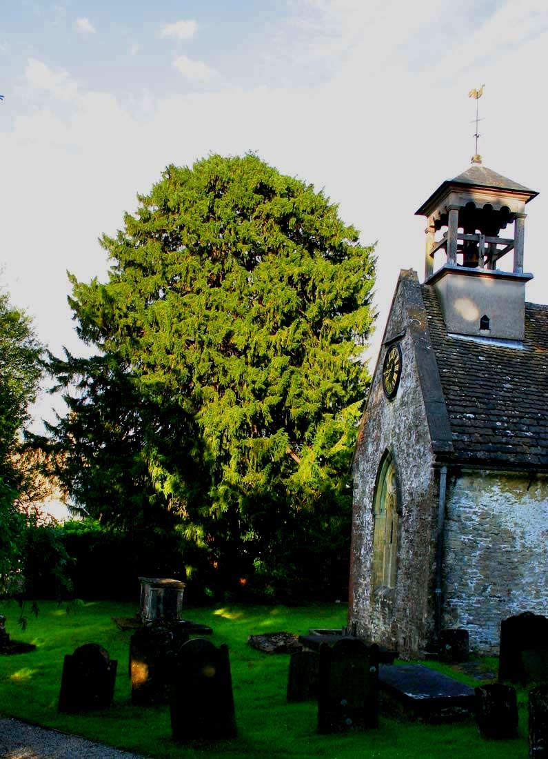 Mature Taxus baccata in a church grounds