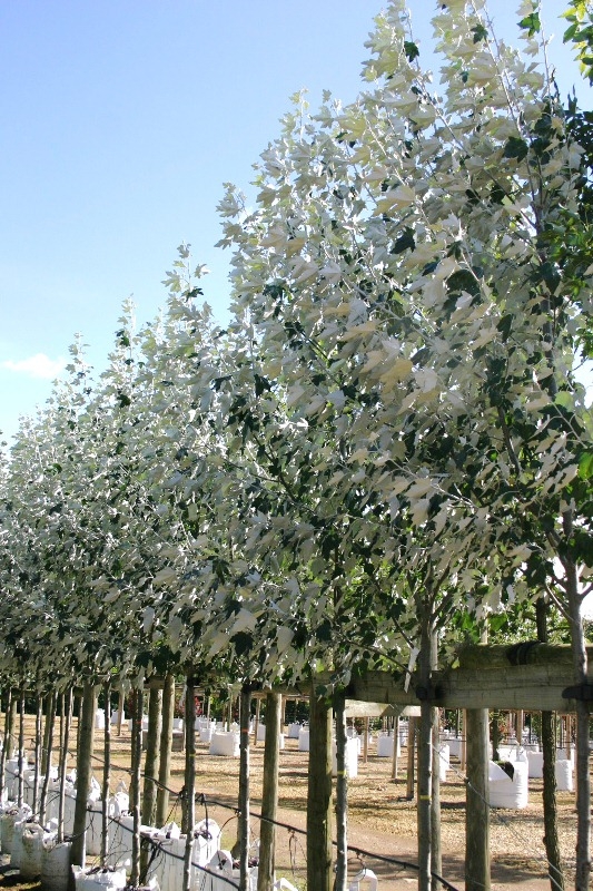 Populus alba