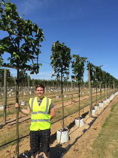 12/14cm girth Tilia x euchlora Pleached to scale