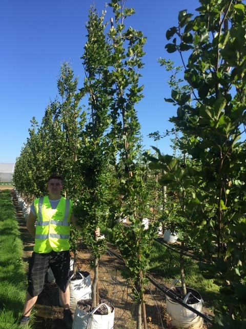 Fagus sylvatica Dawyck
