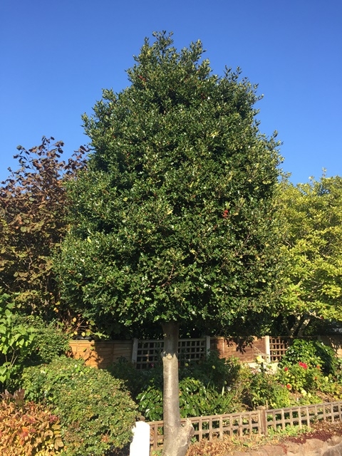 mature Ilex aquifolium