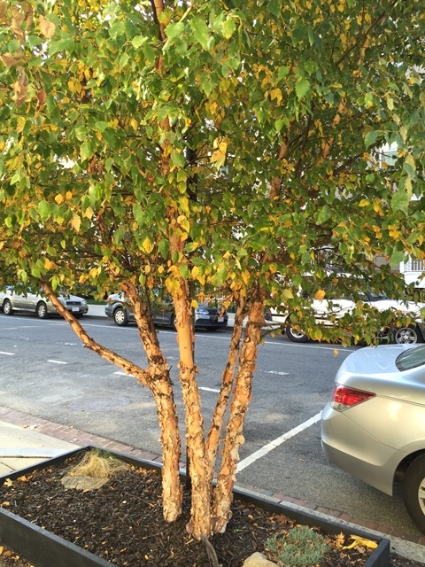 mature Betula nigra Multi-stem