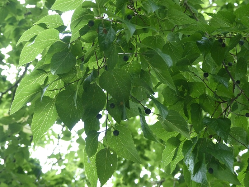The leaf and small berries of Celtis occidentalis