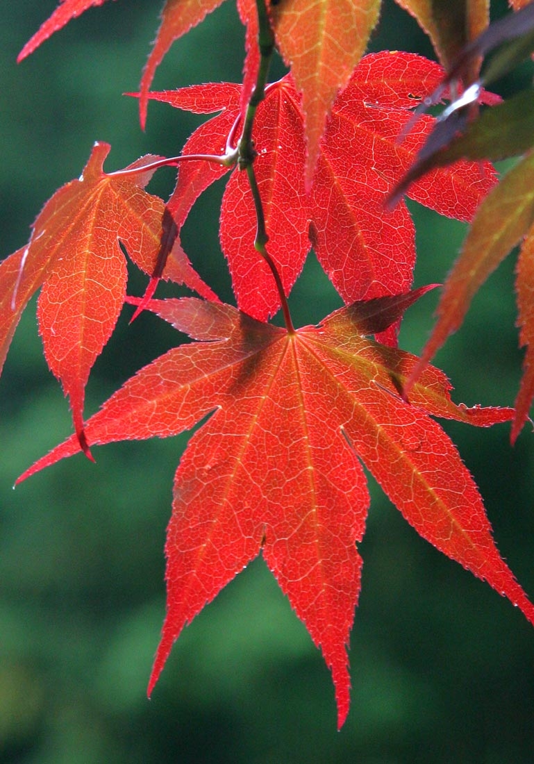 the leaves of Acer palmatum Atropurpureum autumn foliage