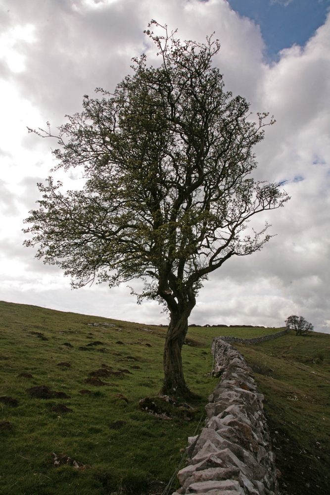 A mature specimen of Crataegus monogyna in an exposed rural situation