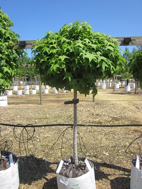 single specimen of Liquidambar styraciflua Gumball