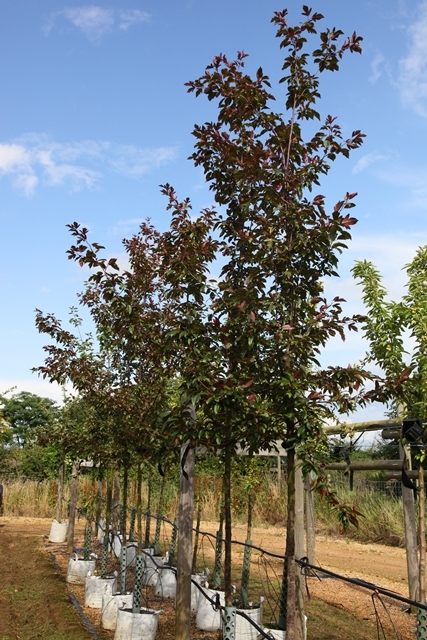 Malus Director Moerland