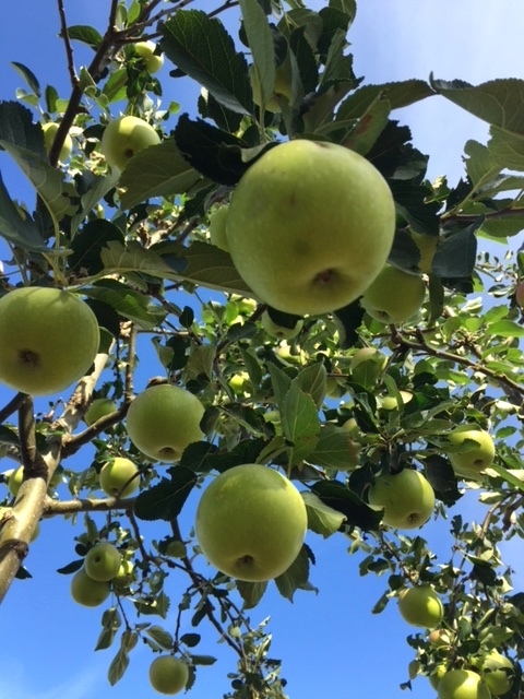 The apples of Malus James Grieve