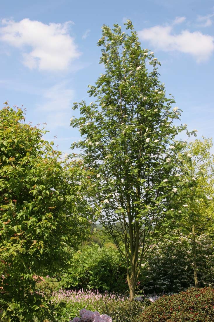 Mature Sorbus commixta Embley