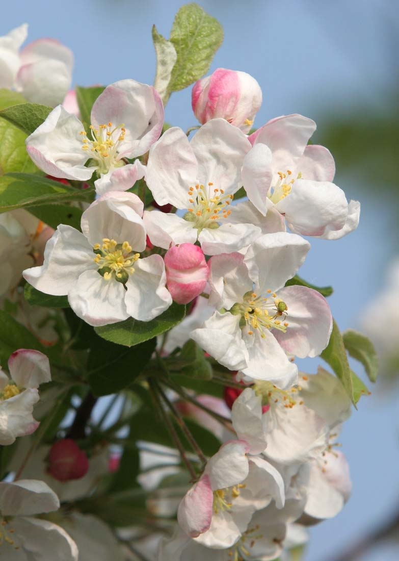 the white flowers of Malus evereste