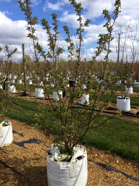 single specimen of Malus evereste multi-stemmed