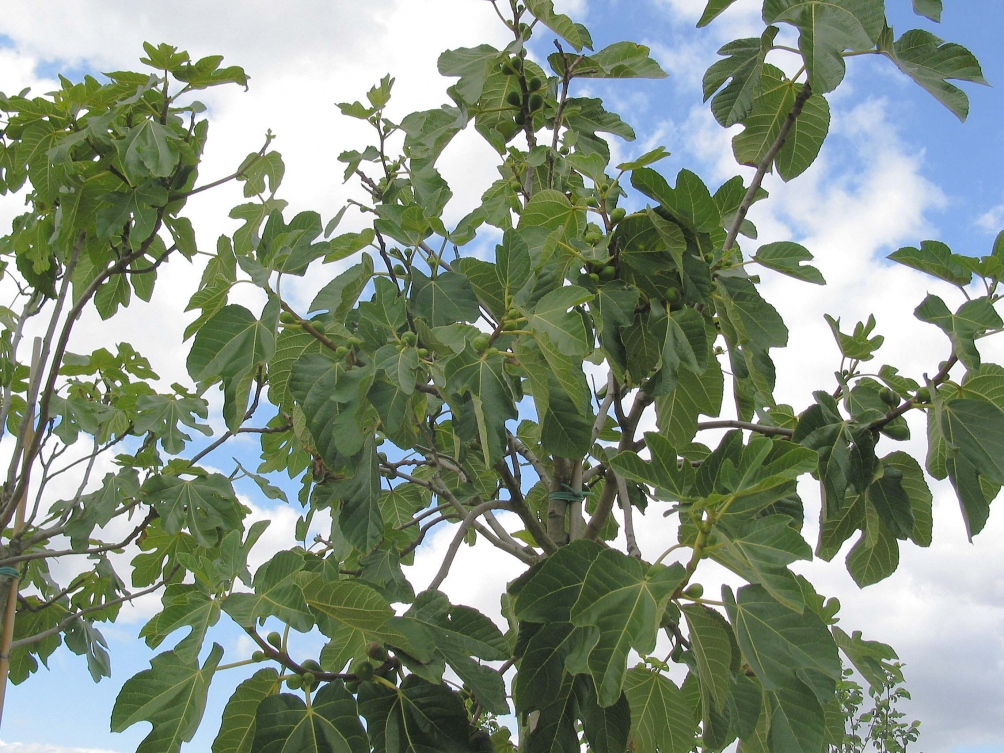 Foliage of Ficus carica ‘Verdino’