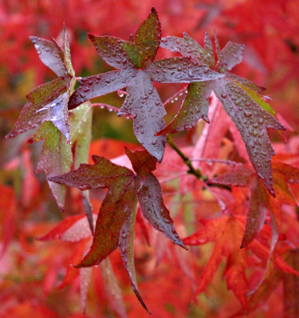 Liquidambar styraciflua Lane Roberts in autumn foliage