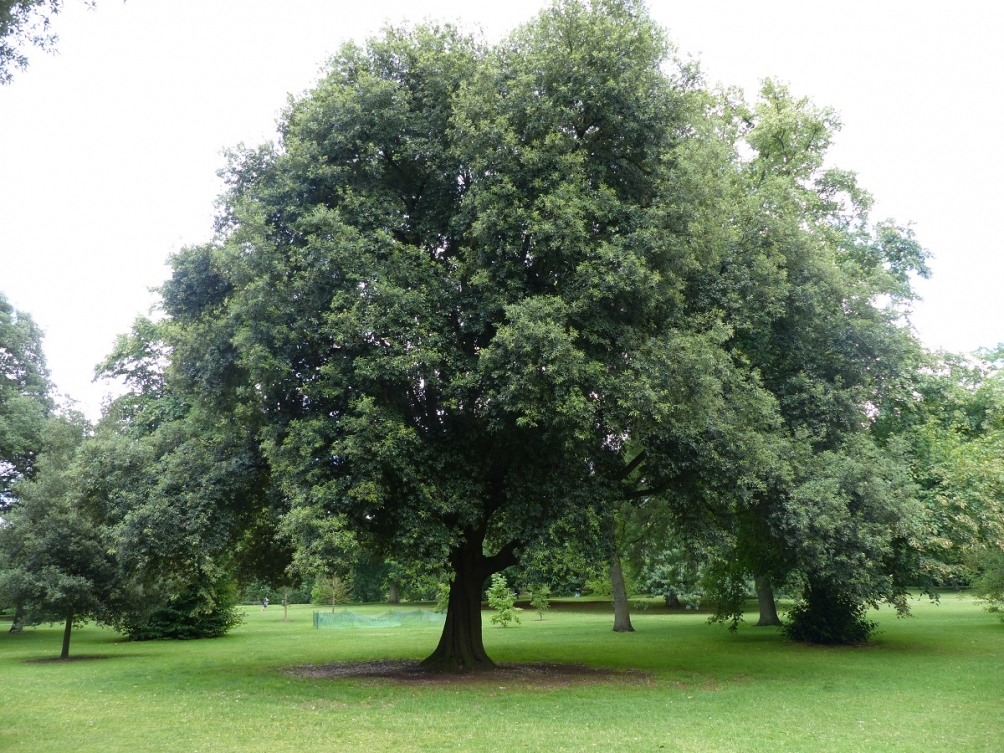 Mature Quercus ilex at Kew gardens