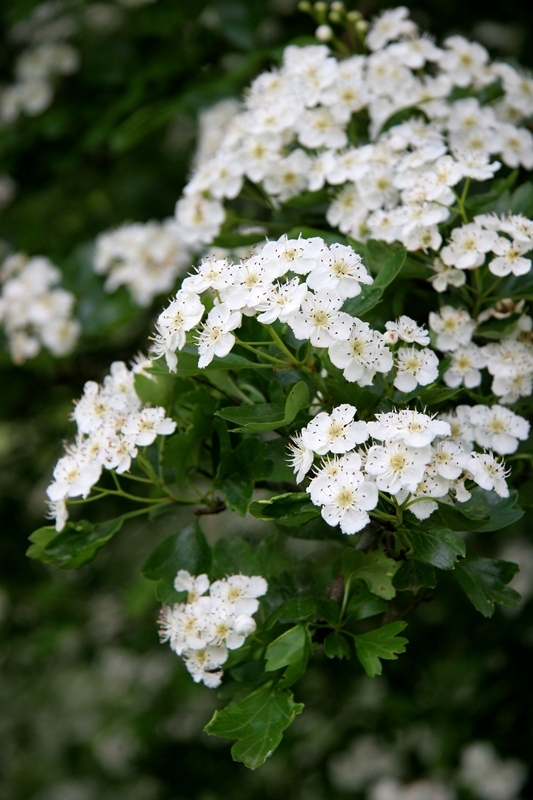 flowers of  Crataegus monogyna