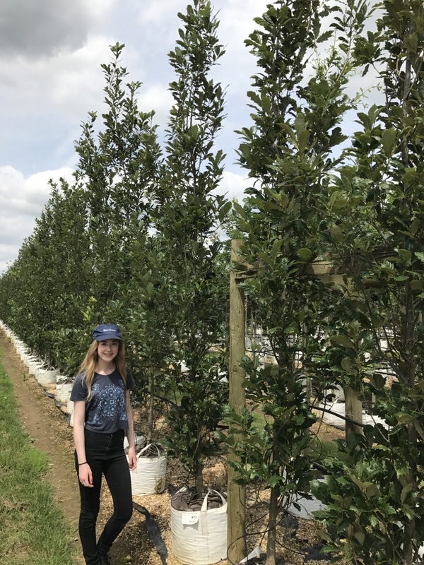 Quercus royal prince at barcham treesi