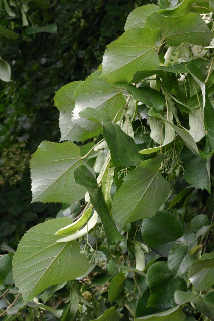 Tilia tomentosa Petiolaris foliage