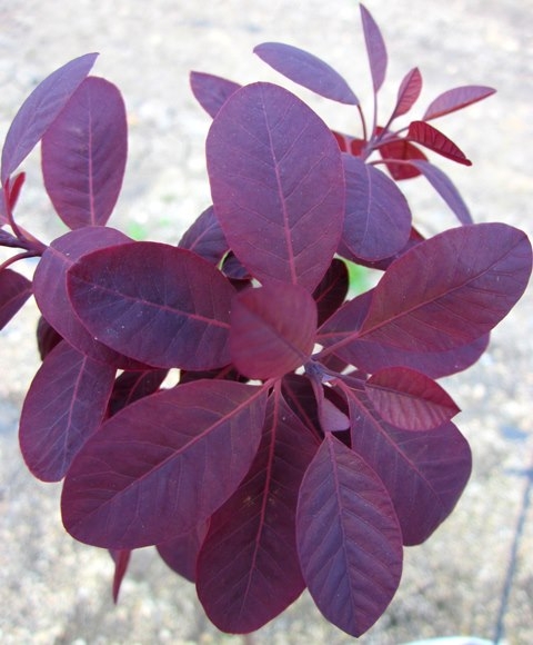 the purple foliage of Cotinus coggogria Royal Purple