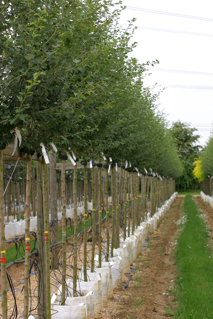 Crataegus laevigata Pauls Scarlet on the barcham nursery