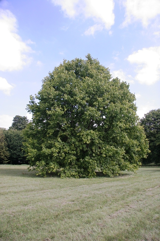Mature Corylus colurna