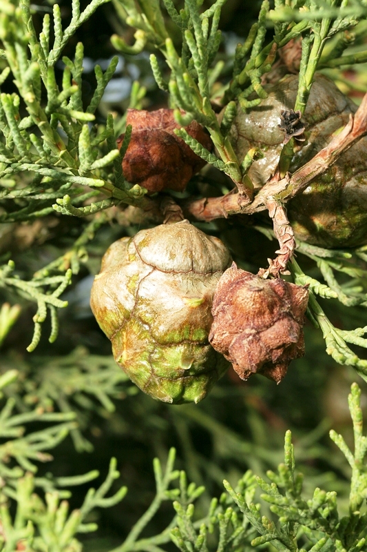 Cupressus sempervirens cones