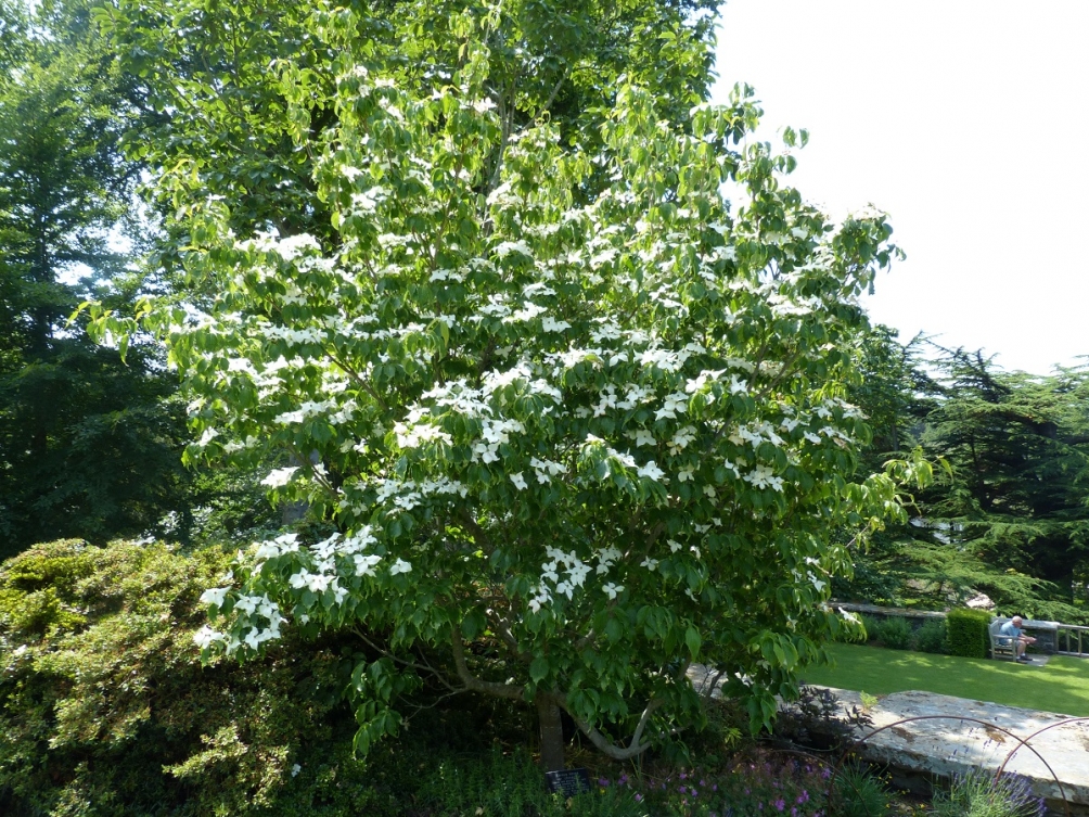 Mature Cornus Kousa Chinensis in flower