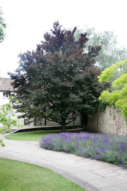 A mature Fagus sylvatica Rohanii