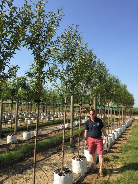 Prunus Ukon on thr Barcham Trees nursery