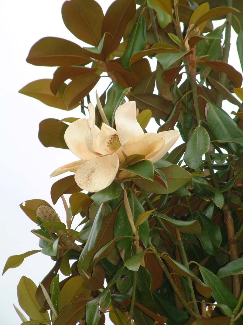 creamy white flowers of Magnolia Grandiflora