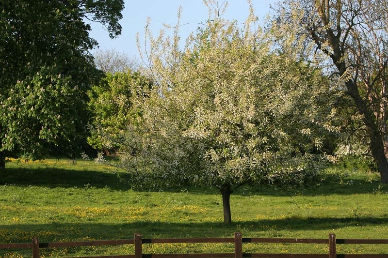 A mature specimen of Prunus padus