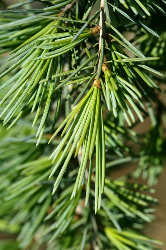 The foilage of Cedrus deodara
