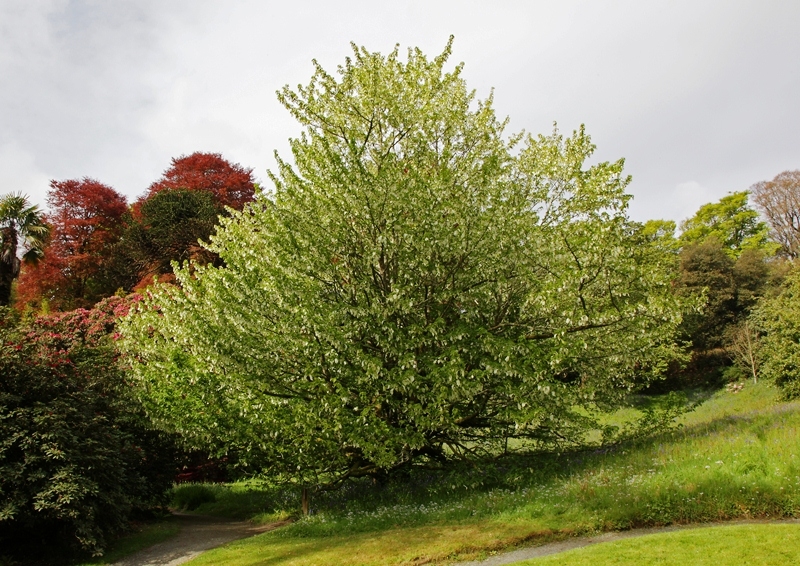 Mature Davidia involucrata