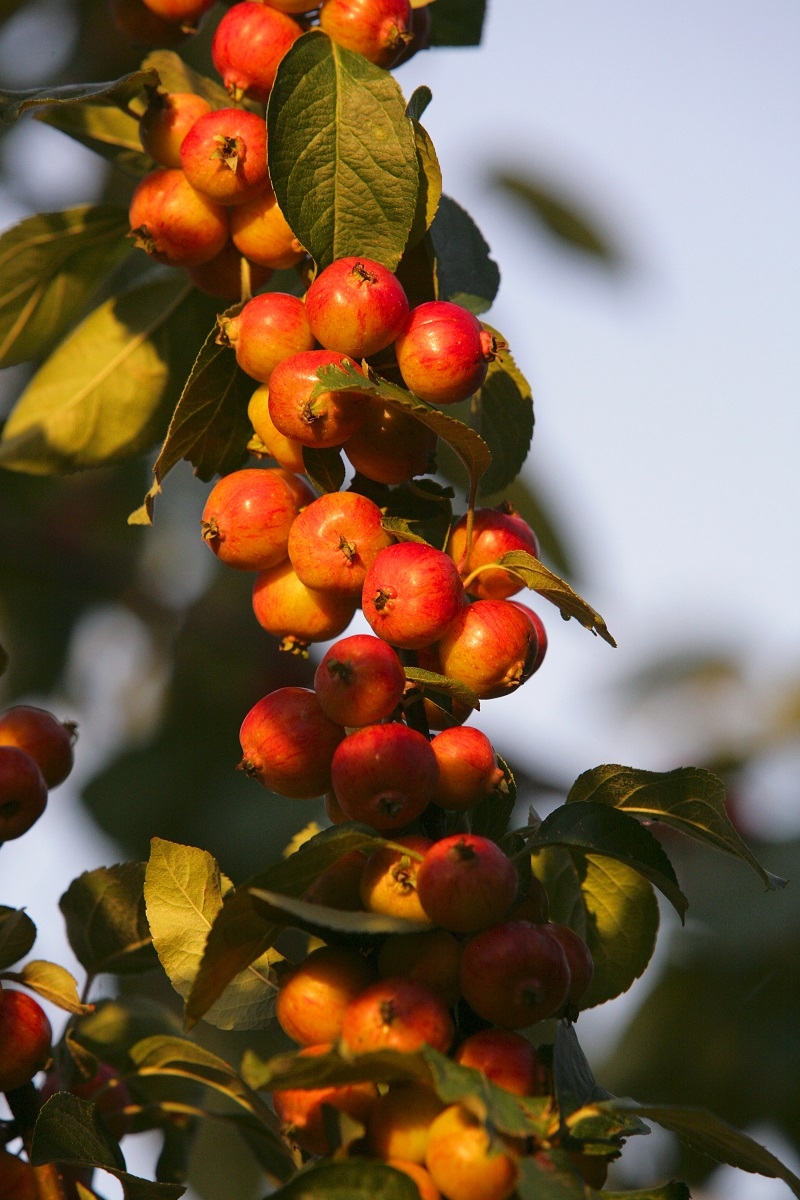 Malus Evereste berries
