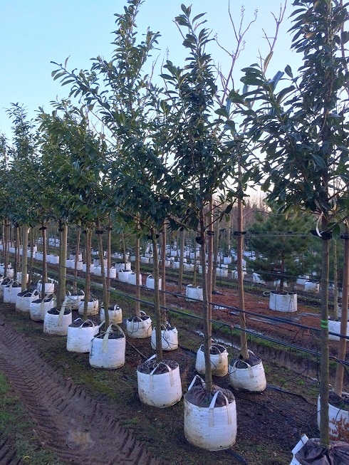 Prunus laurocerasus Caucasica at barcham trees